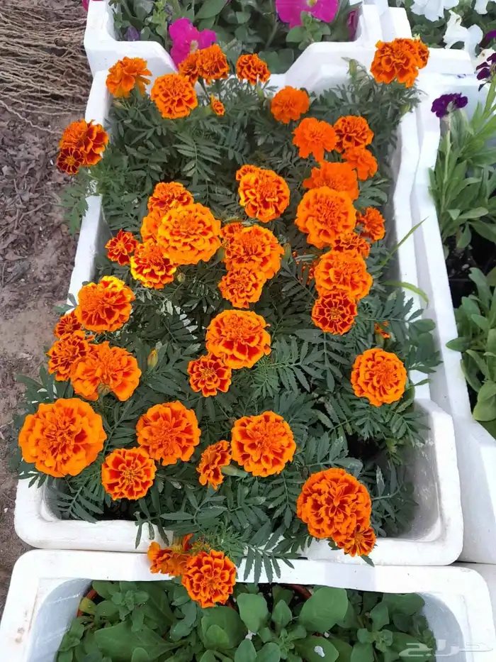 مشتل زراعي 9