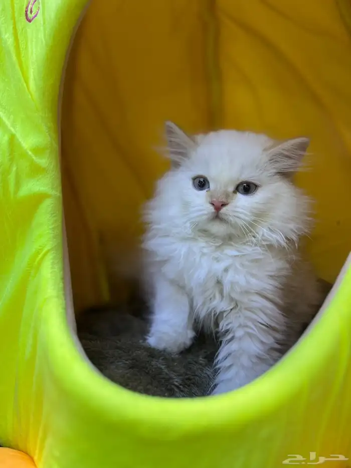 للبيع 4 قطط مع مستلزماتها 2