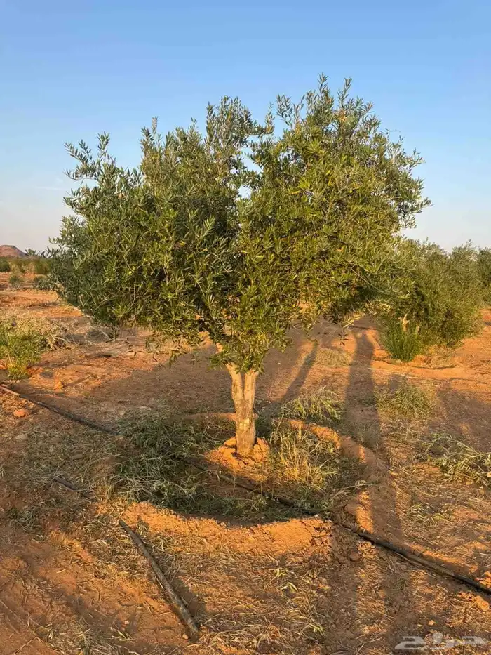 اشجار زيتون 1