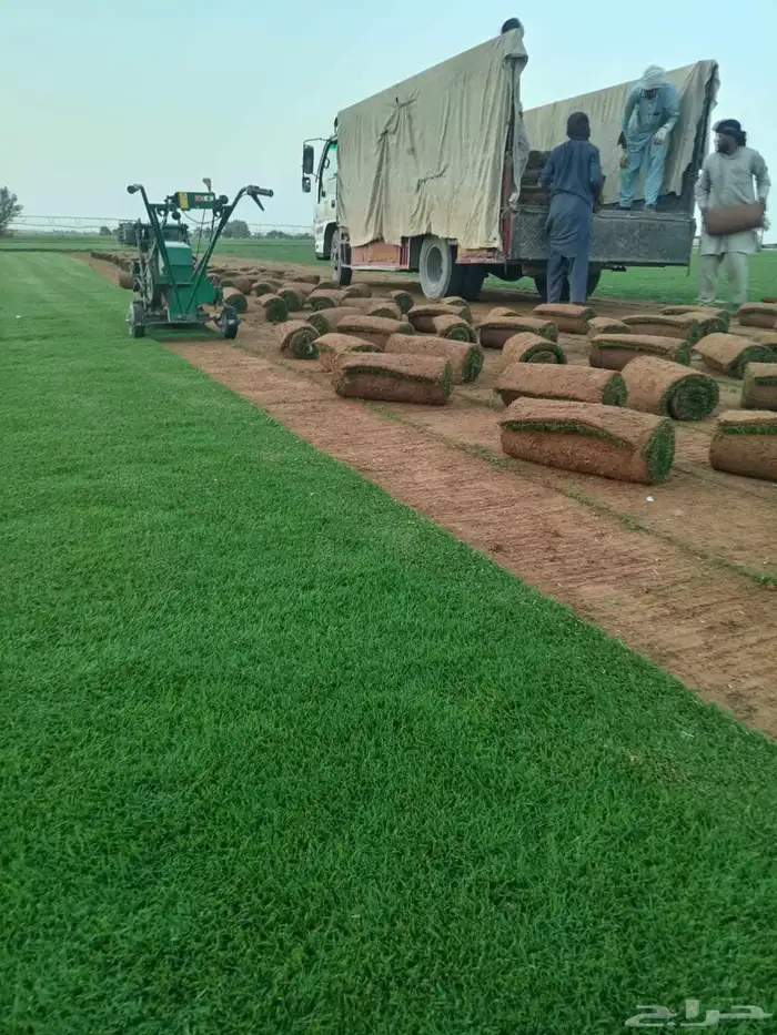 ثيل طبيعي سى 2000 1