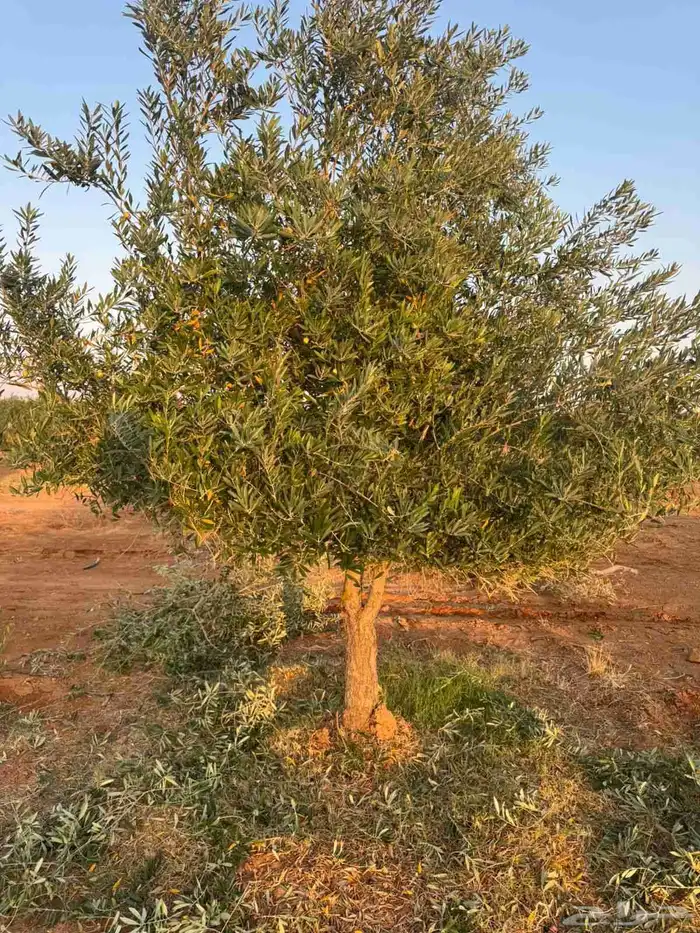 اشجار زيتون 3