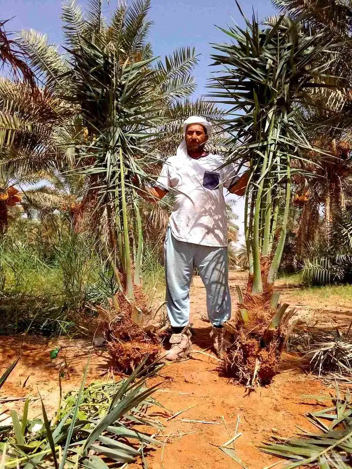 نخل صقعي مجدول اخلاص سكري خضري عجوه نخل واشنطني أمريكي 6