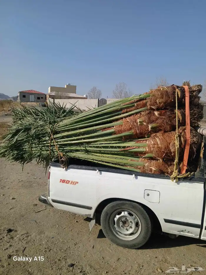 يتوفر لديناء جميع انوع انخيل المثمرة وزينه 0