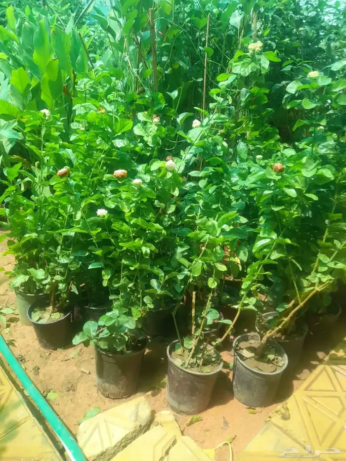 مشتل زراعي 5