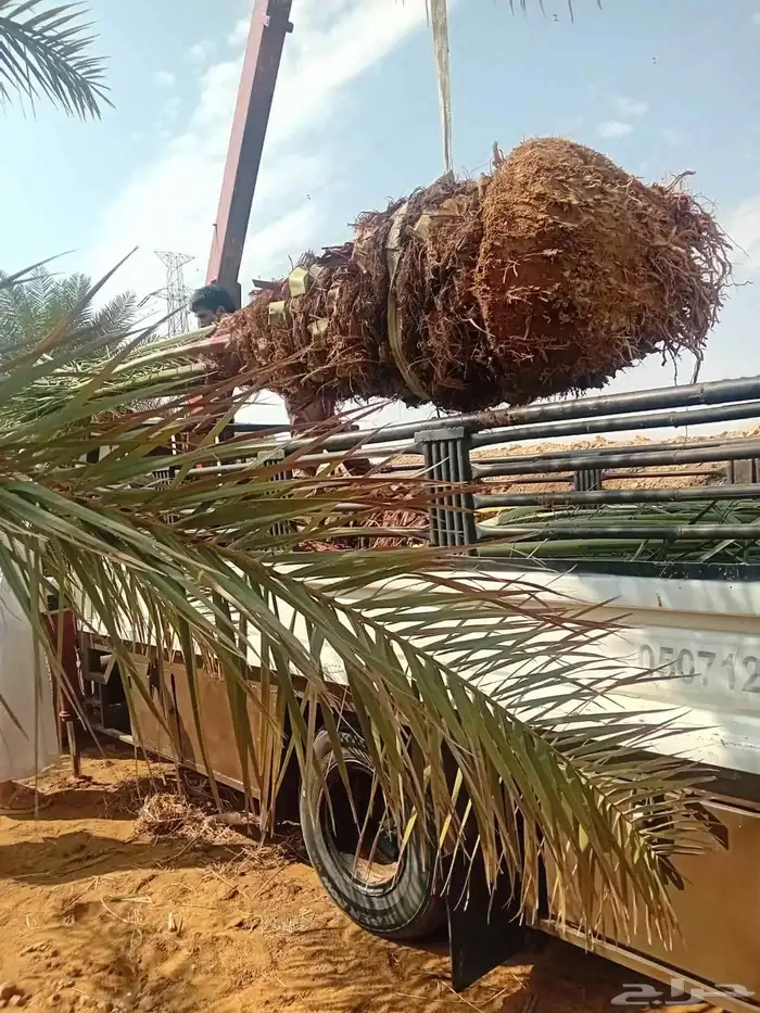 نخل للبيع جثايث وفسايل طيبه سكري صقعي مجدول خلاص 1