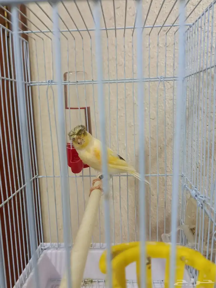 ذكر كناري كرست تغريد 4