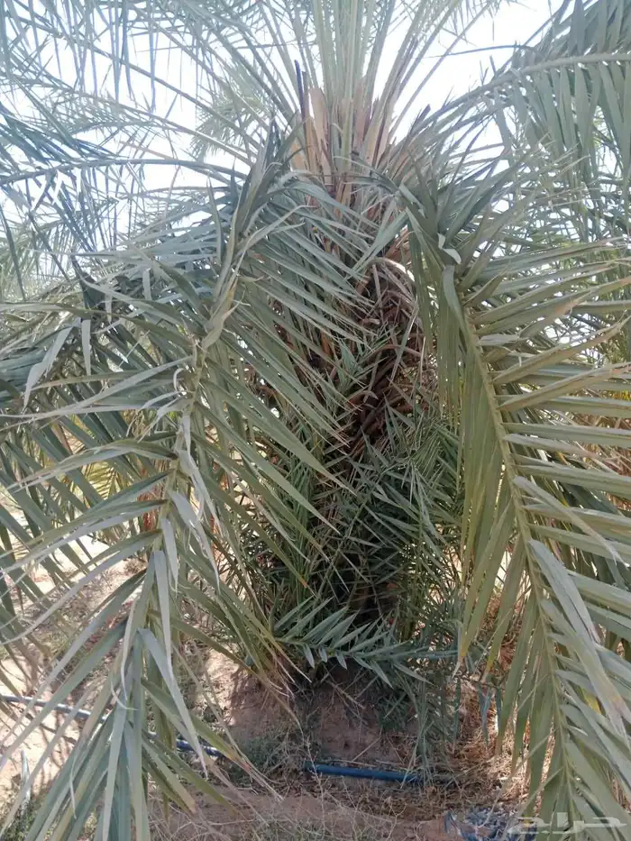 نخل خلاص نقايل للبيع 3