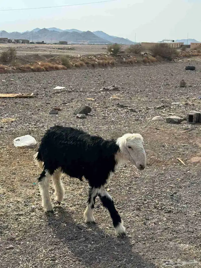 طلي نجدي للبيع 2