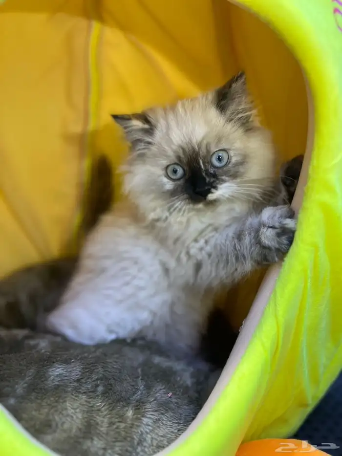 للبيع 4 قطط مع مستلزماتها 0