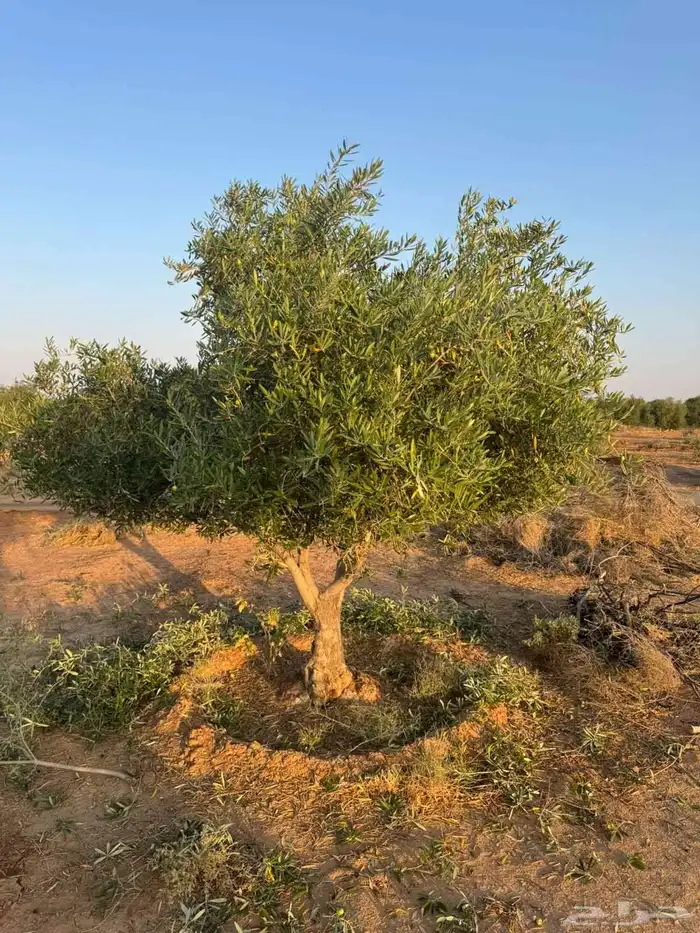 اشجار زيتون 0