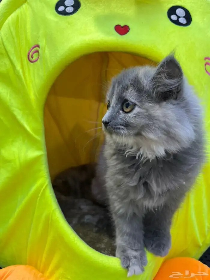 للبيع 4 قطط مع مستلزماتها 1