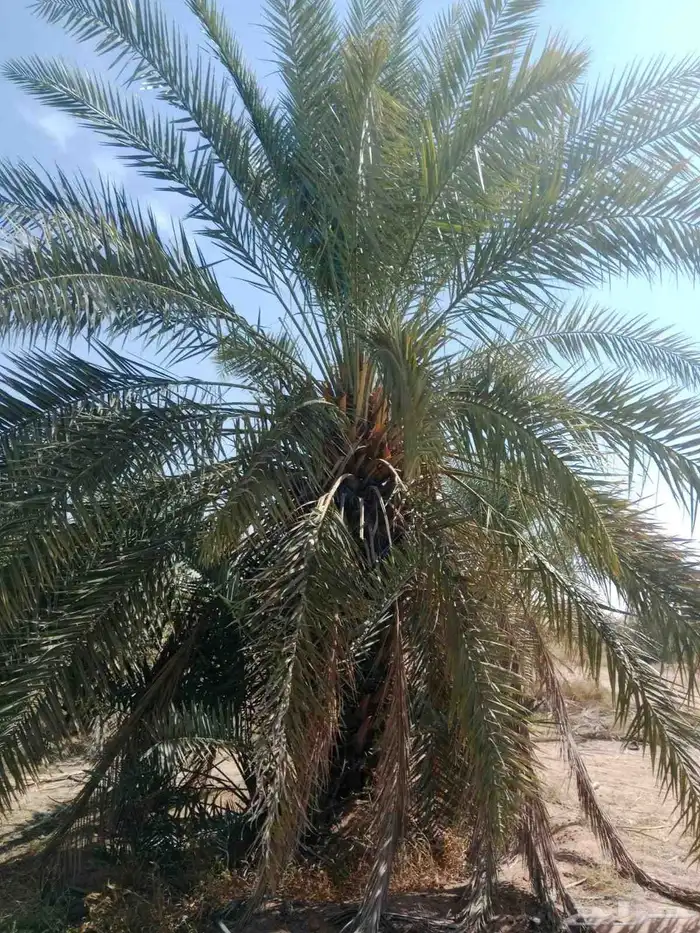 نخل خلاص نقايل للبيع 0