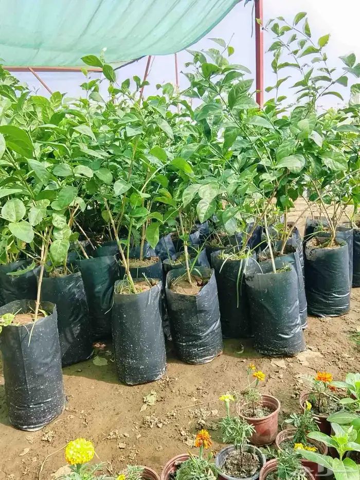 اشجارمسدات لوز شوكي ونيم موجودفل بلدي 5