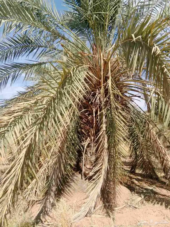 نخل خلاص نقايل للبيع 2