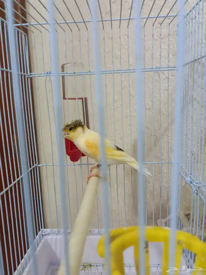 ذكر كناري كرست تغريد 5