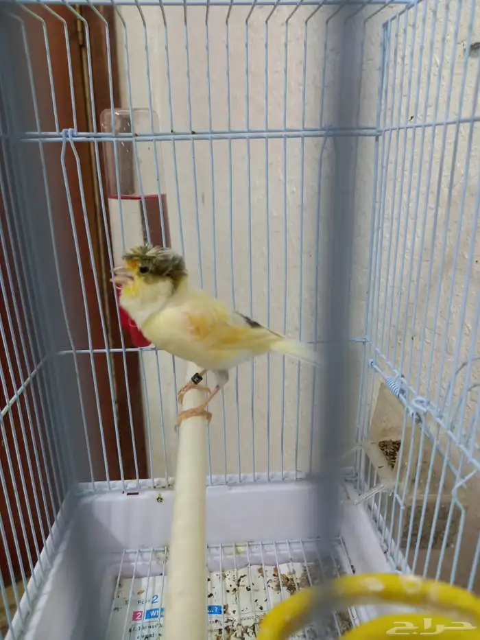 ذكر كناري كرست تغريد 2