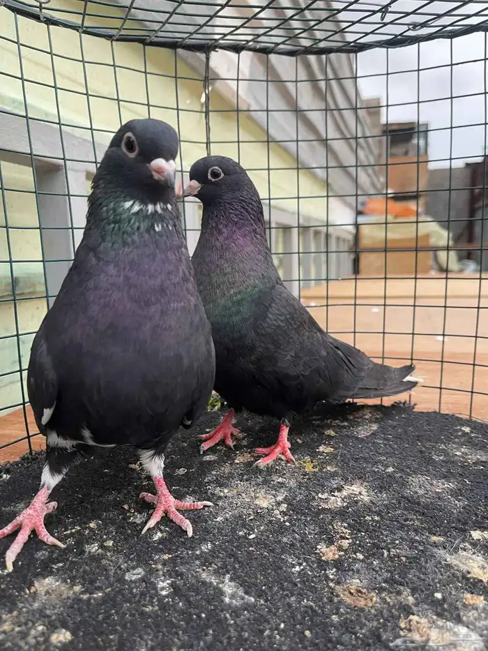 حمام قطايف منتج فيه ازواج م صورتها طريق الجنوب 1