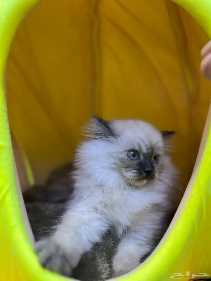 للبيع 4 قطط مع مستلزماتها 3