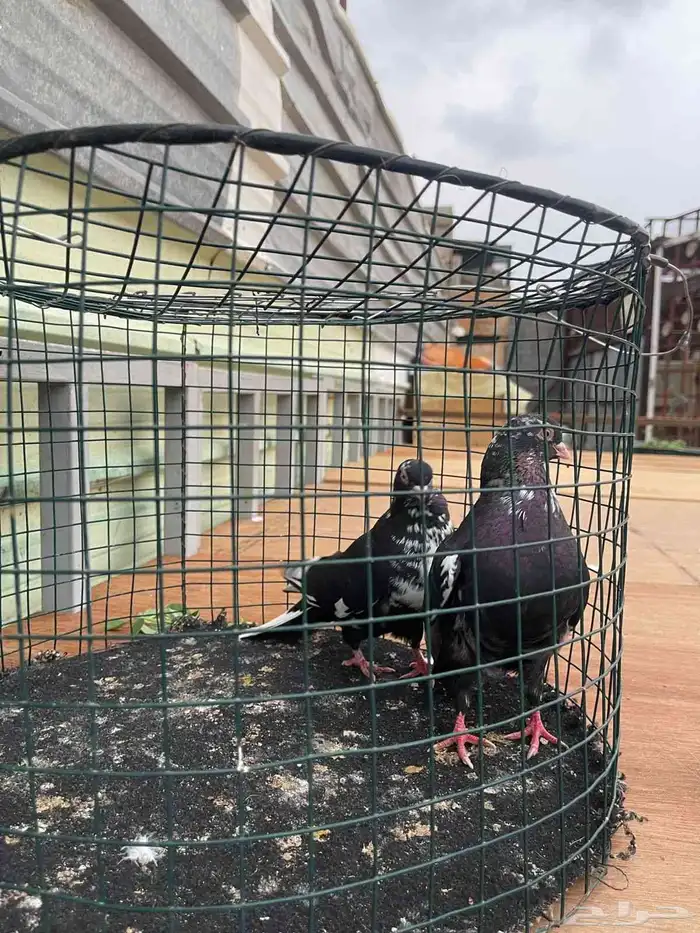 حمام قطايف منتج فيه ازواج م صورتها طريق الجنوب 5