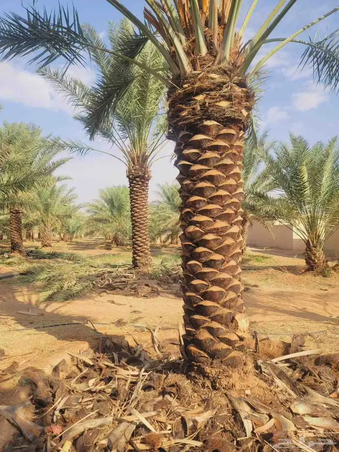 يوجد لدينا جميع انواع النخل العربي من متر الى 4 متر رقم الها 4