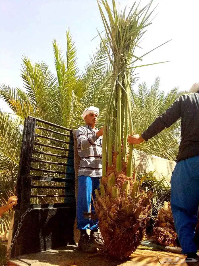 نخل صقعي مجدول اخلاص سكري خضري عجوه نخل واشنطني أمريكي 3