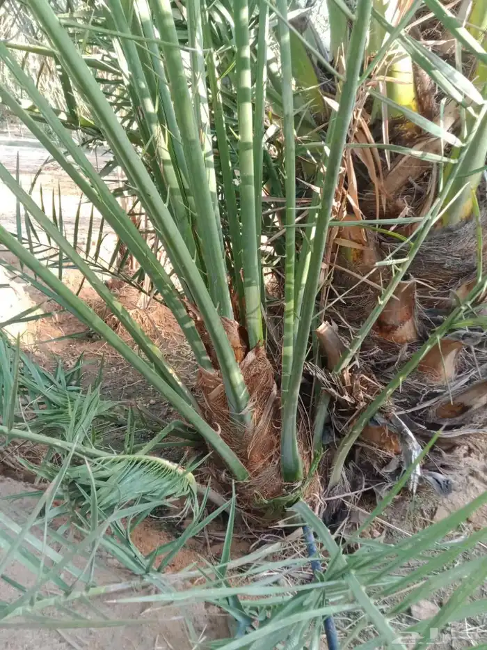 نخل فسايل ونقايل 6