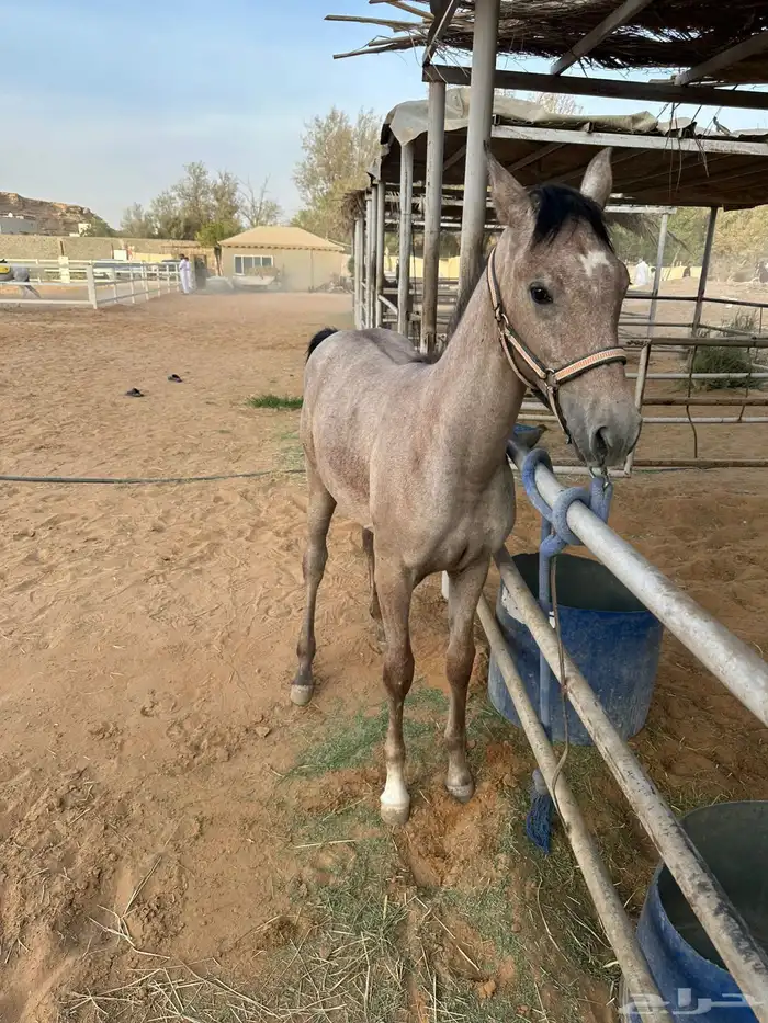 مهره شعبيه للبيع 0