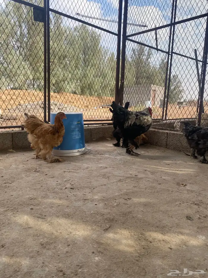 دجاج براهما وسبرايت 14