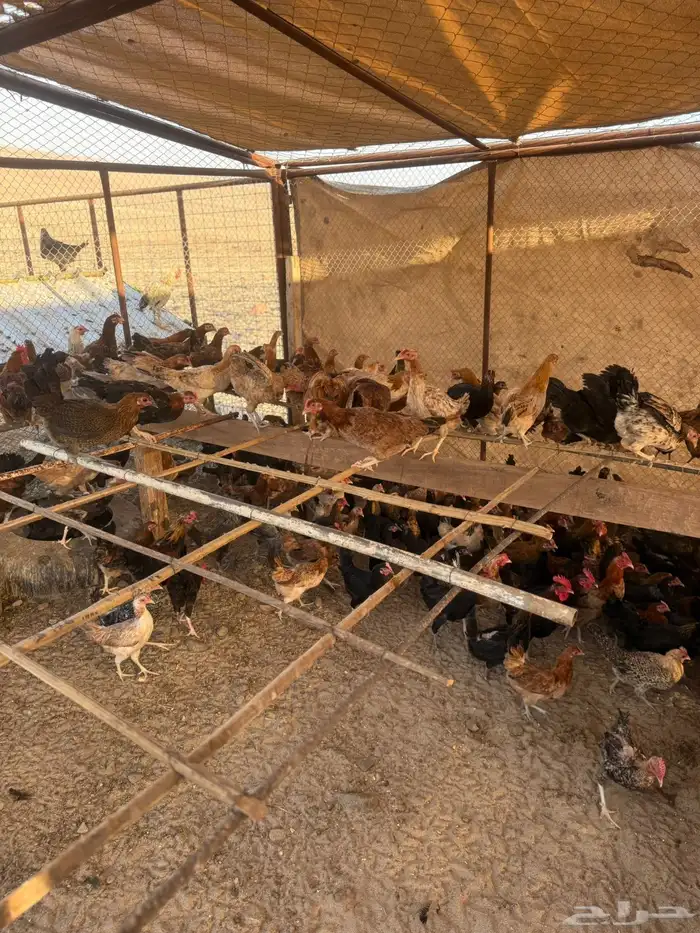 دجاج بلدي بياض 4