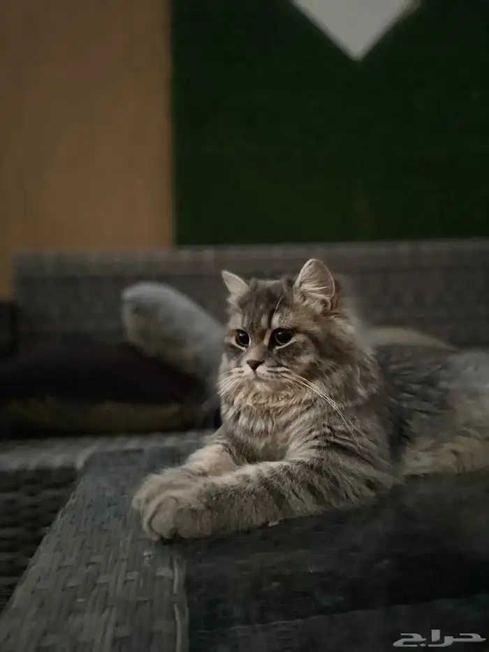 قطة رومانية للتبني 0