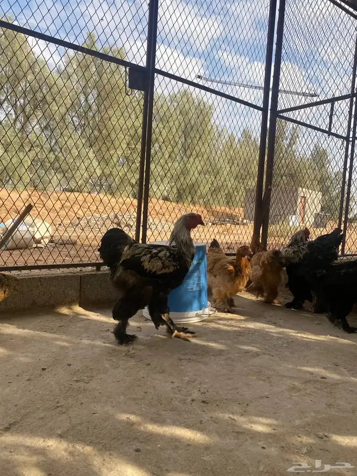 دجاج براهما وسبرايت 20