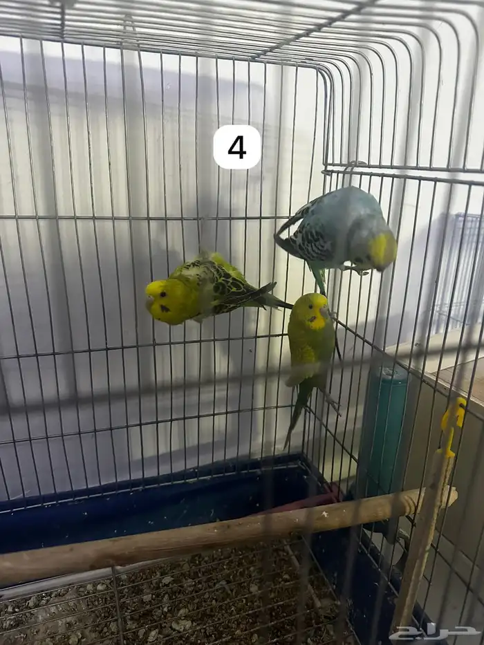 اربع ازواج بادجي منتجه مكينه انتاج و فروخ بادجي (تمم البيع) 11