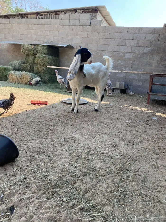 سوق المواشي الاحساء 2