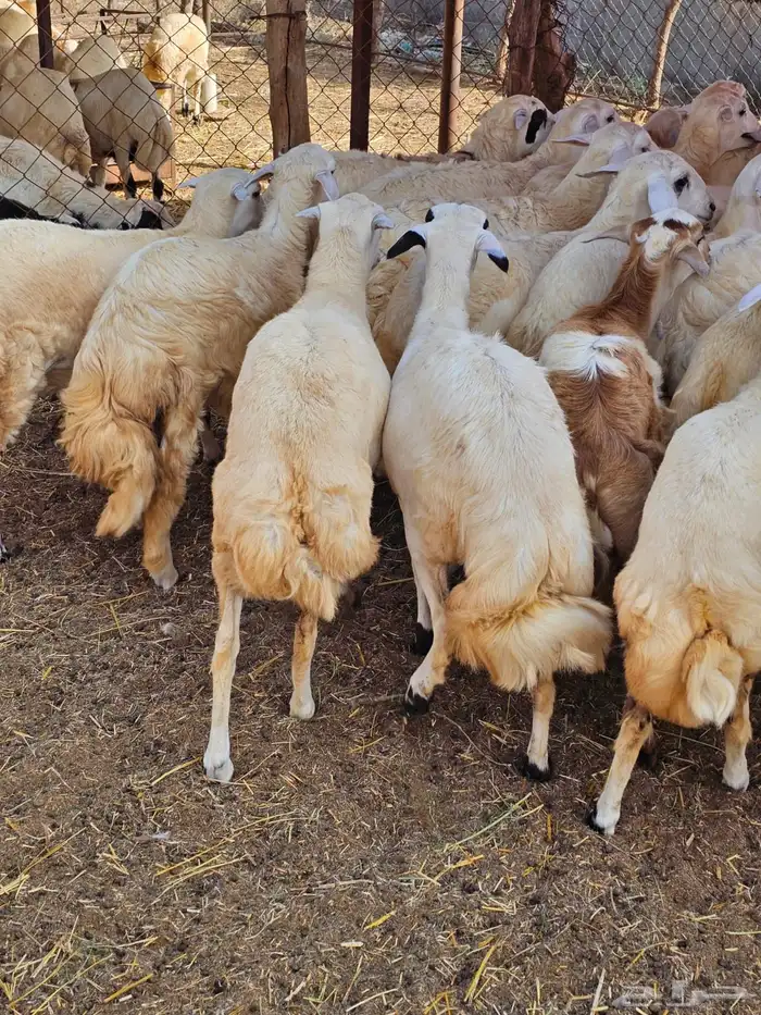 رخال حريات 3