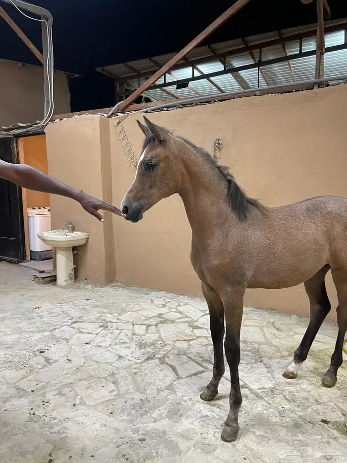 فرس معها مهره واهو 1