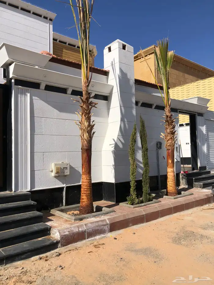 نخيل امريكي زينه نخيل واشنطنيا زينه 14