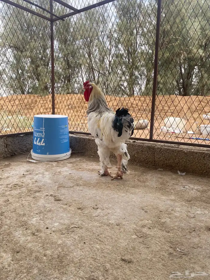 دجاج براهما وسبرايت 4