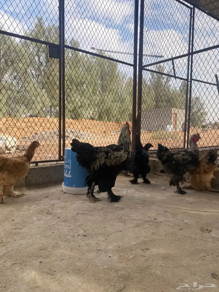 دجاج براهما وسبرايت 13