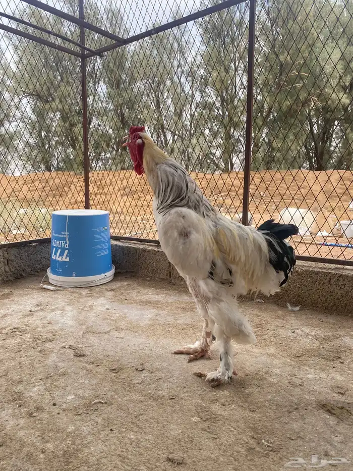 دجاج براهما وسبرايت 0