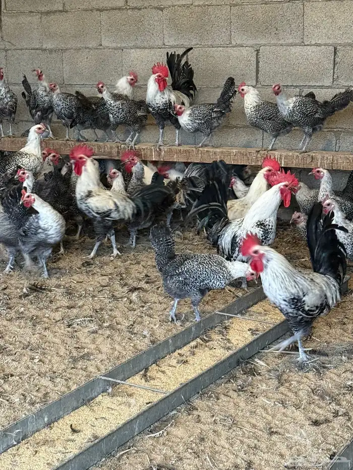 فيومي شبابي بياض جامبو 0