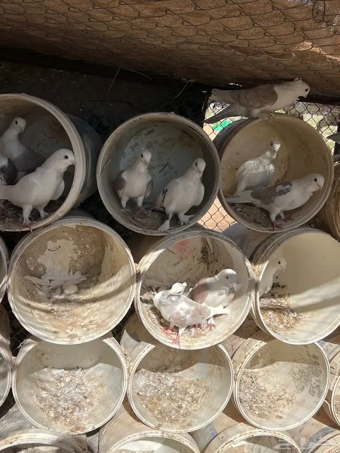 حمام حب الرمان منتج 3