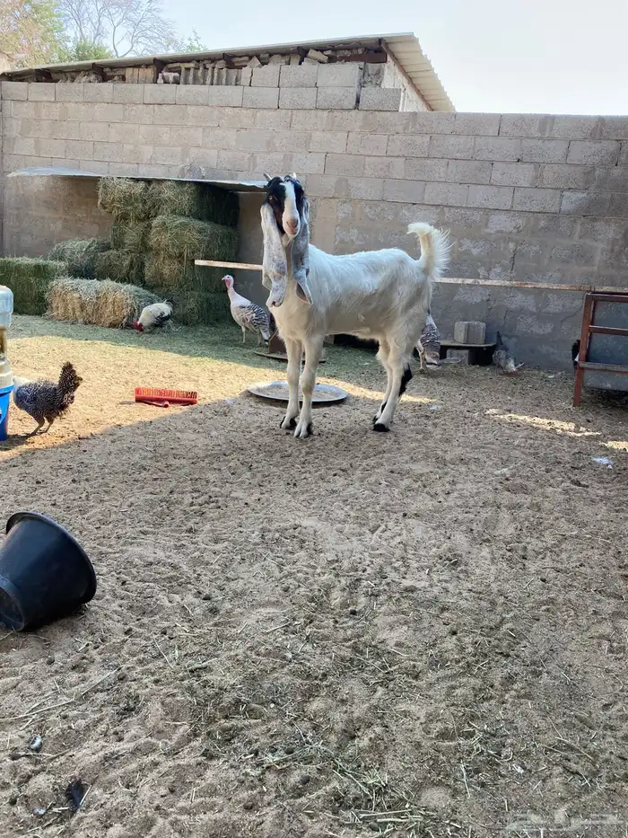 سوق المواشي الاحساء 1