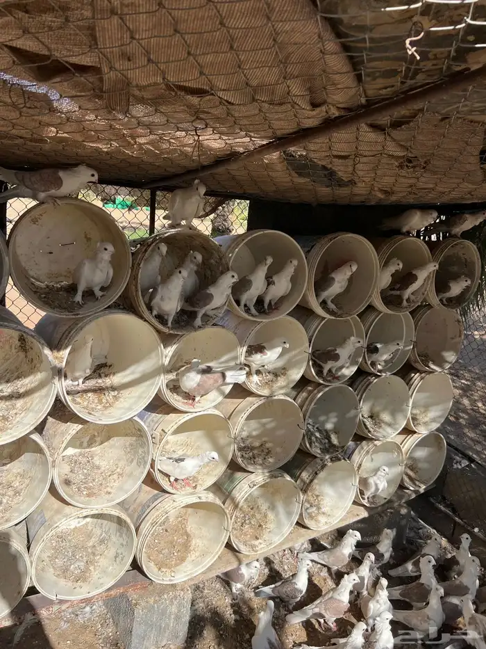 حمام حب الرمان منتج 4