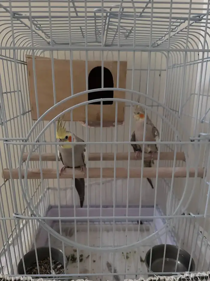 زوجين كروان للبيع 4