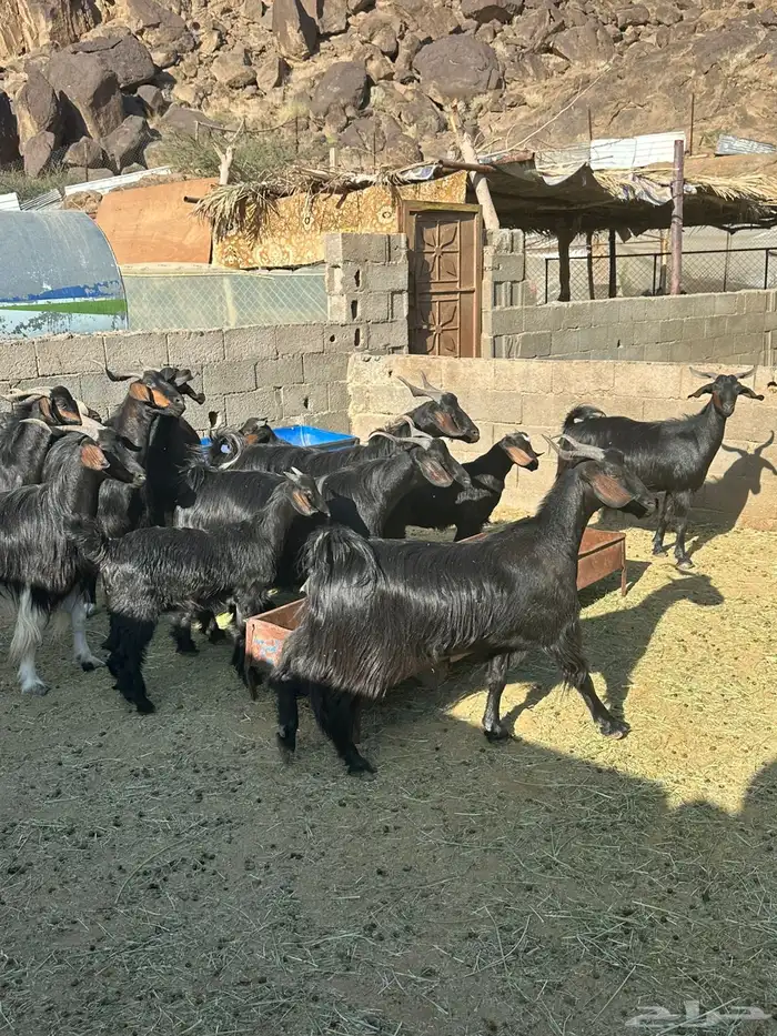 ماعز دغس فواخر 6