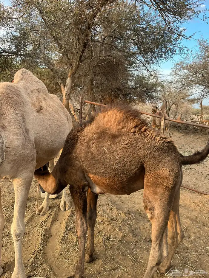 قعود عمره ثمانية شهور على الحليب 1