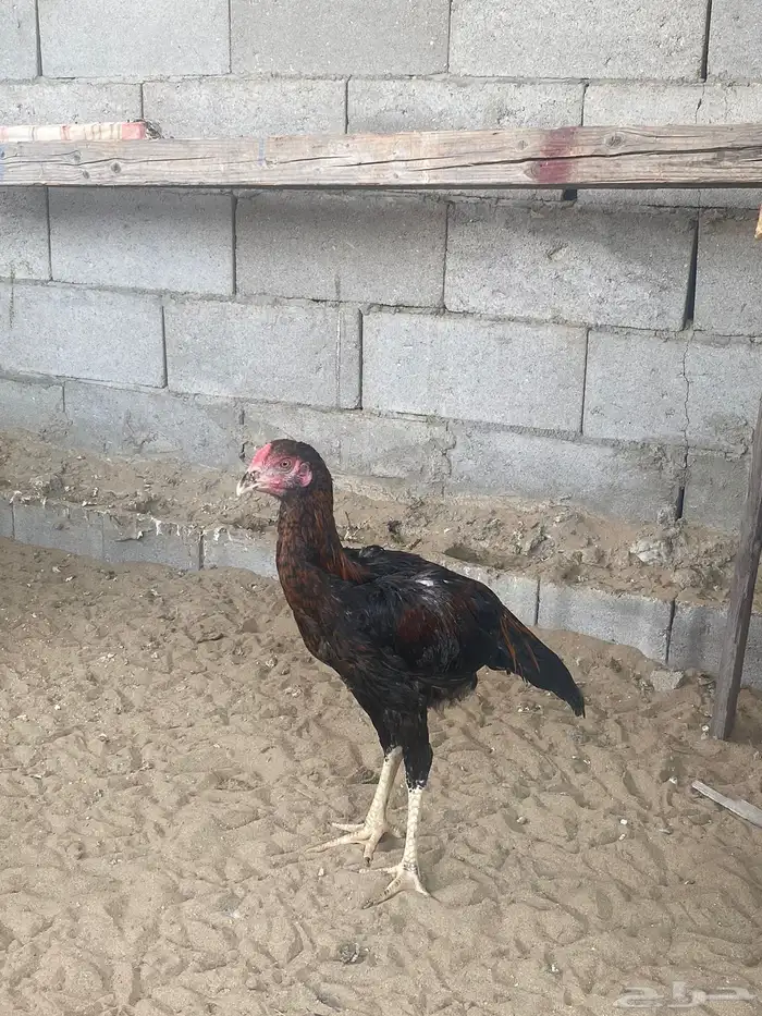 دجاج باكستاني 6