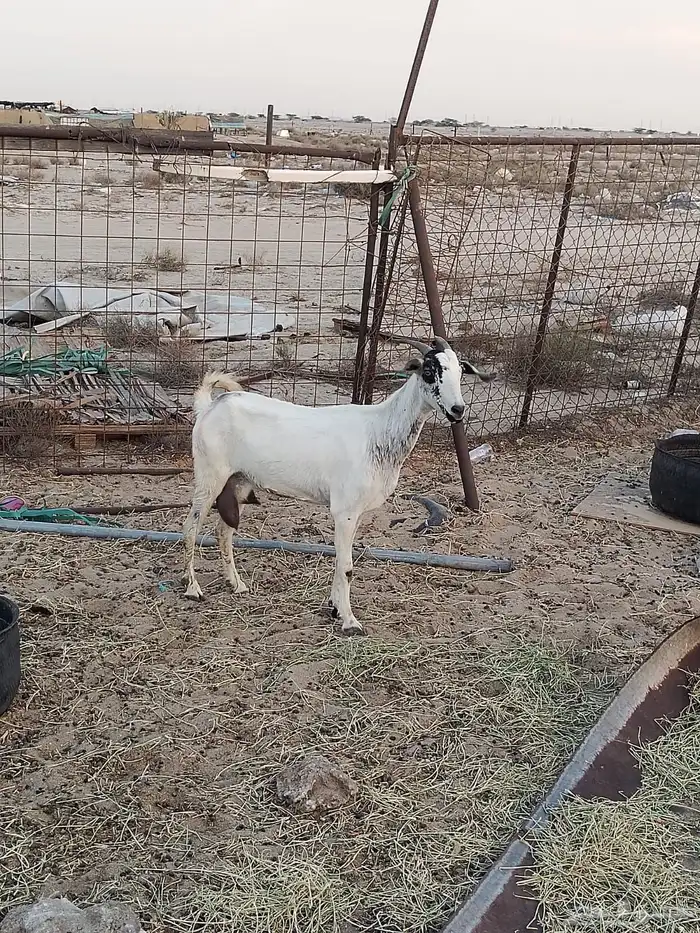 ماعز للبيع 0