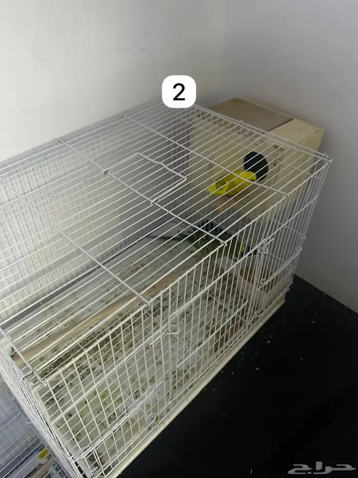 اربع ازواج بادجي منتجه مكينه انتاج و فروخ بادجي (تمم البيع) 1