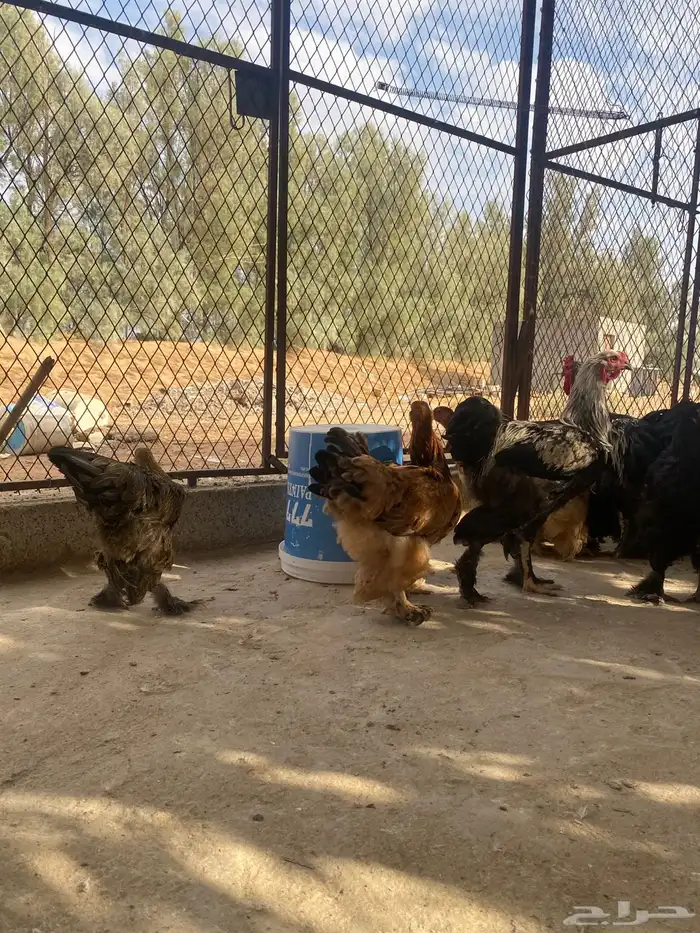 دجاج براهما وسبرايت 18